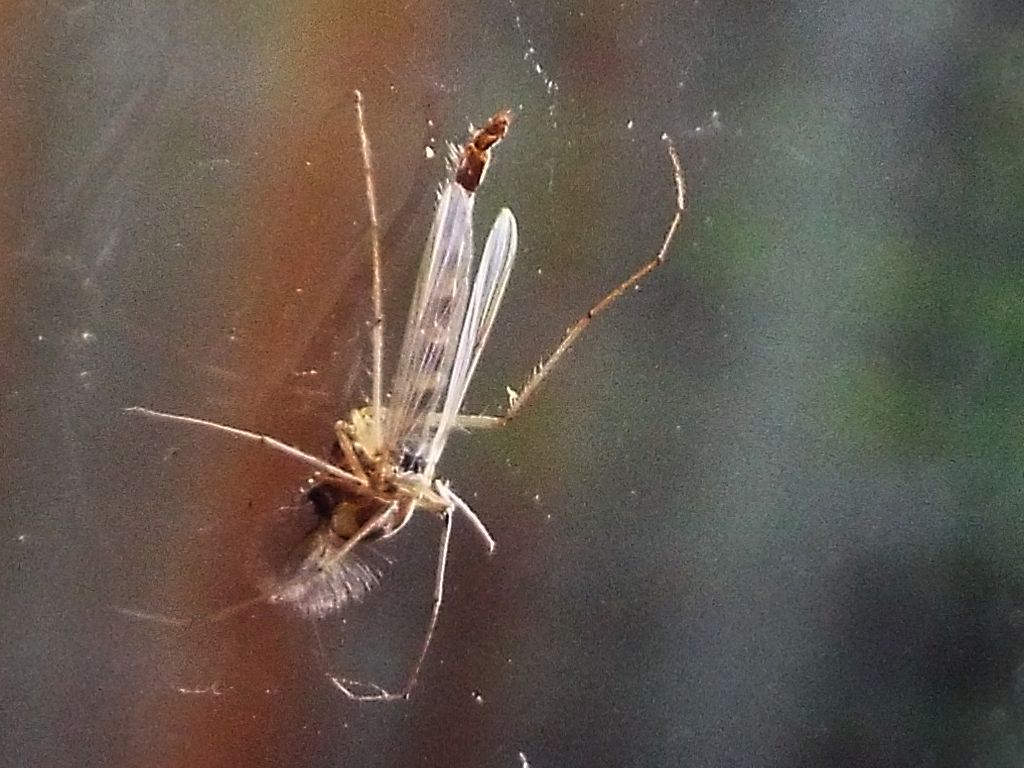 maschio di Chironomidae